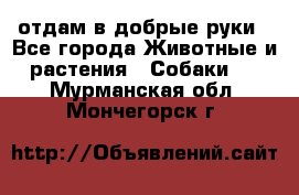 отдам в добрые руки - Все города Животные и растения » Собаки   . Мурманская обл.,Мончегорск г.